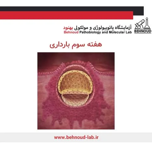 هفته سوم بارداری