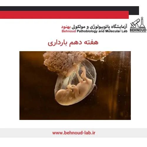 تغییرات جنین در هفته دهم