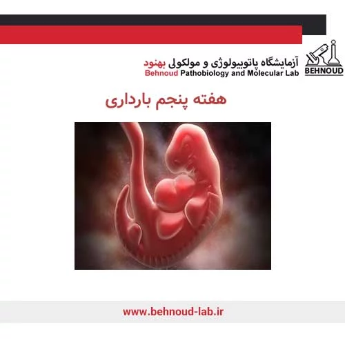 وضعیت جنین در هفته پنجم بارداری