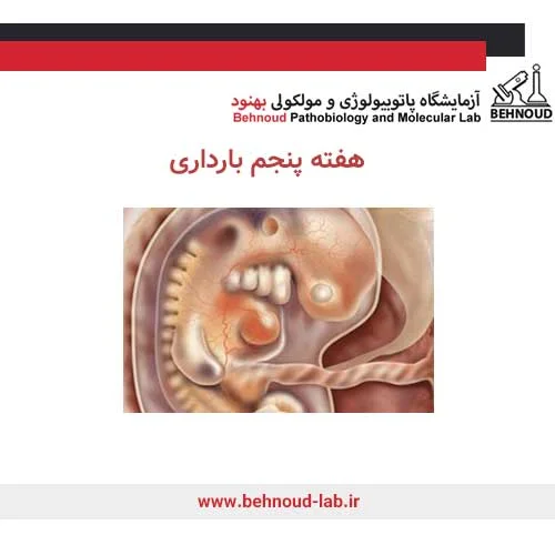هفته پنجم بارداری