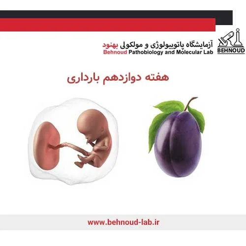 وضعیت جنین در هفته دوازدهم