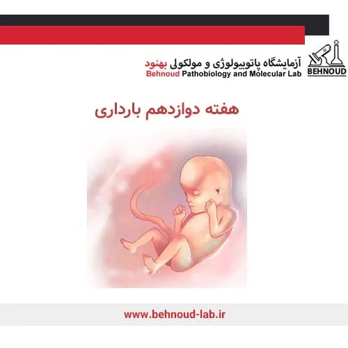 تغییرات جنین در هفته دوازدهم