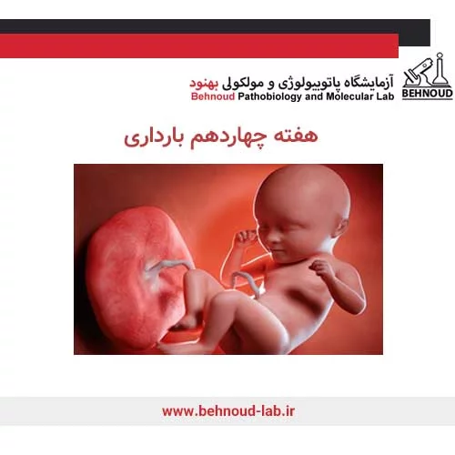 تکامل جفت