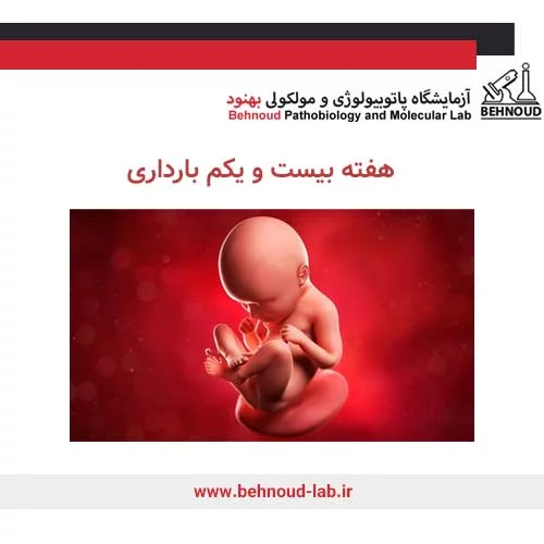 وضعیت جنین در هفته بیست و یک